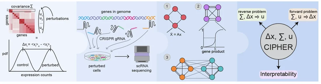 CIPHER predicts perturbation responses from the gene–gene covariance of unperturbed cells (Kuznets-Speck et al., Nature Biotechnology, in press).